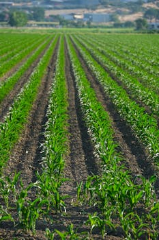 Photo by Çağrı KANMAZ Vibrant green corn rows in a rural field during summer with a clear sky.