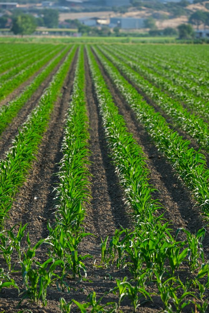 8,000+ Best Corn Photos · 100% Free Download · Pexels Stock Photos