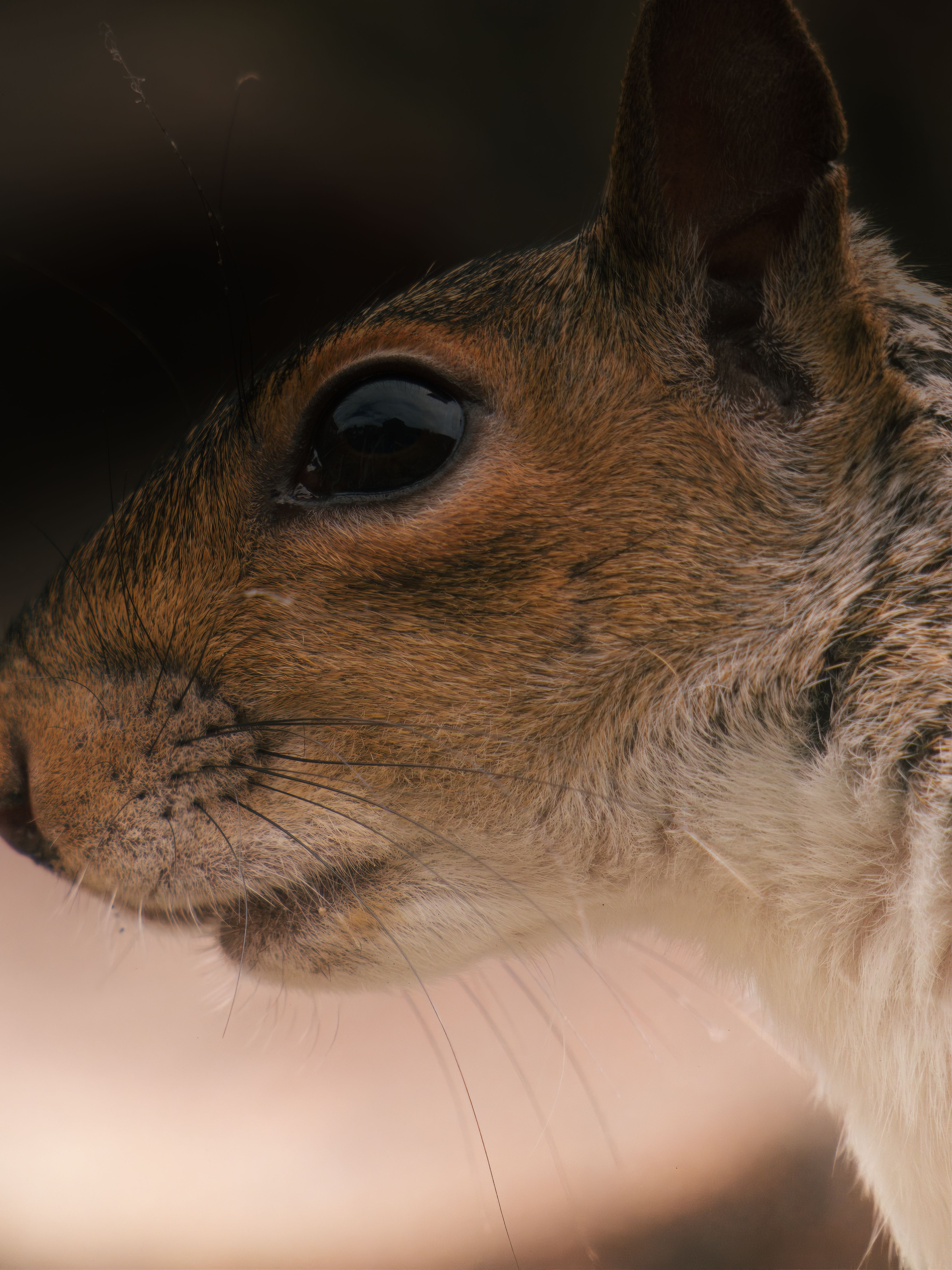 Head of Squirrel · Free Stock Photo