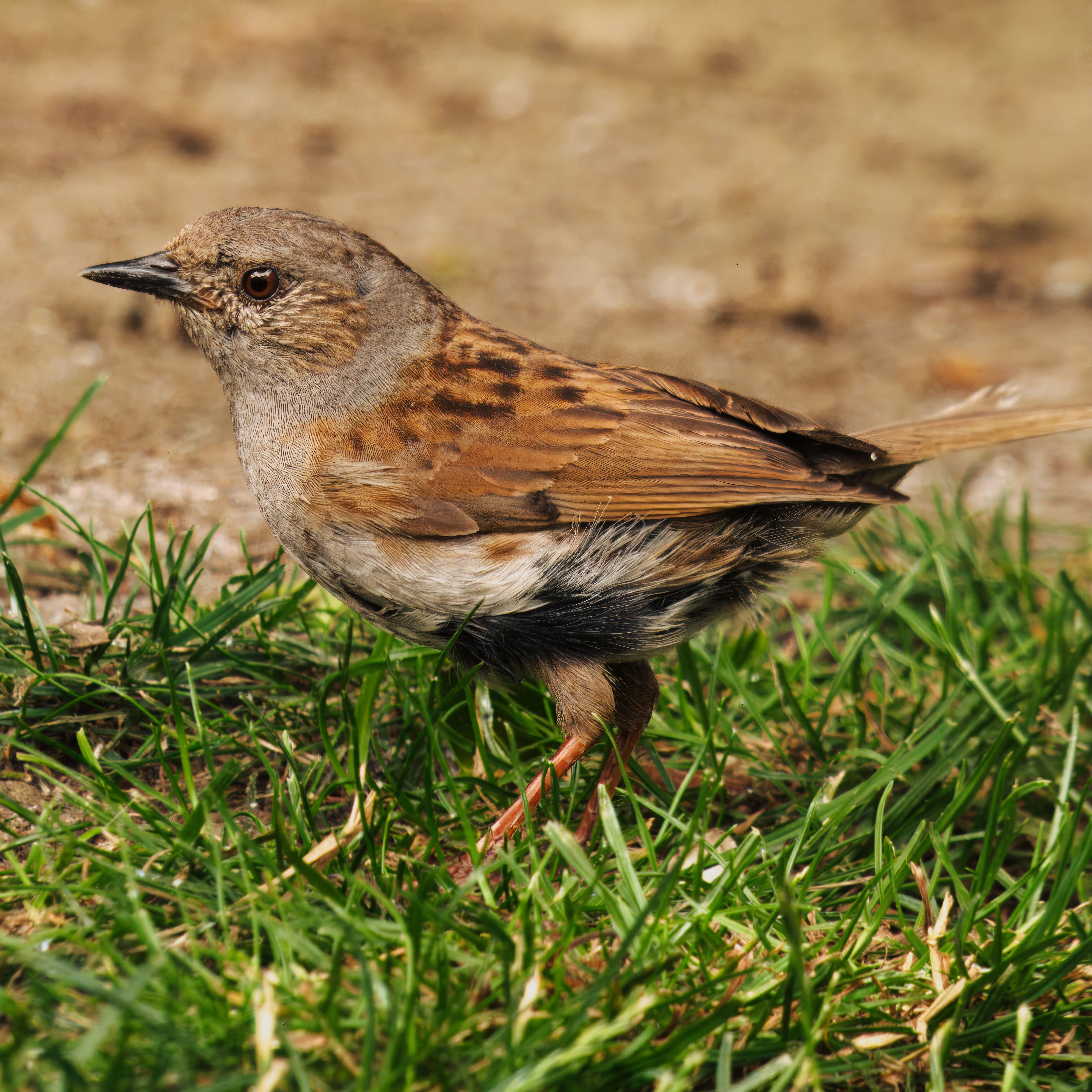 Close up of a Dunnock · Free Stock Photo