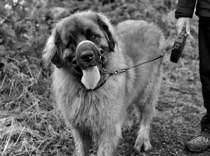 Leonberger dog training guide - Friendly, Gentle, Playful Working breed from Germany