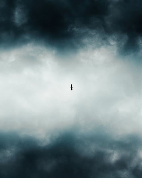 Low-Angle Photo of Bird Flying Across Dark Clouds