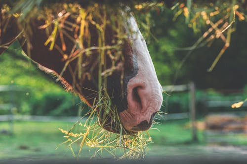 Free stock photo of animal, brown, clean eating