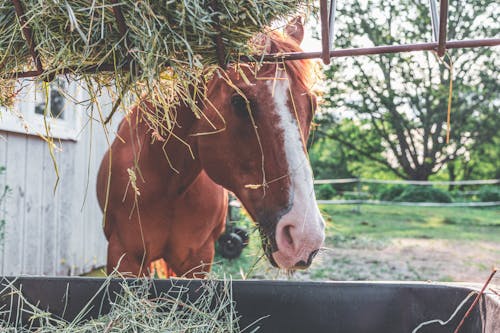 Free stock photo of animal, brown, farm