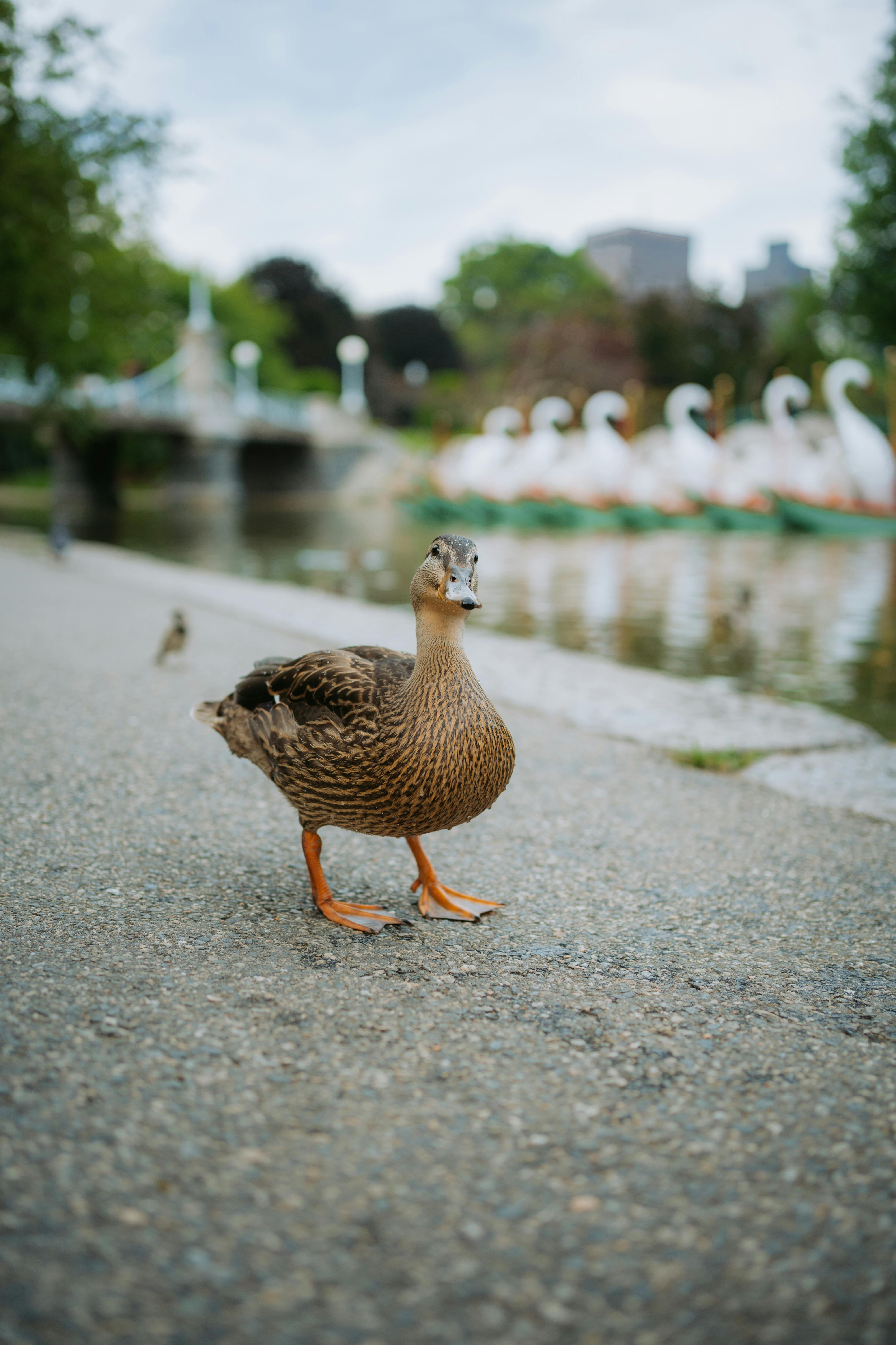 Free A duck on a pond Stock Photo