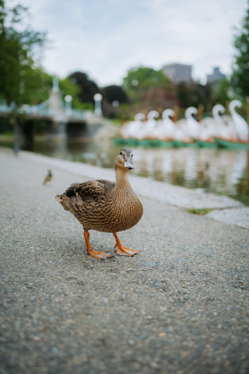 Free A duck on a pond Stock Photo