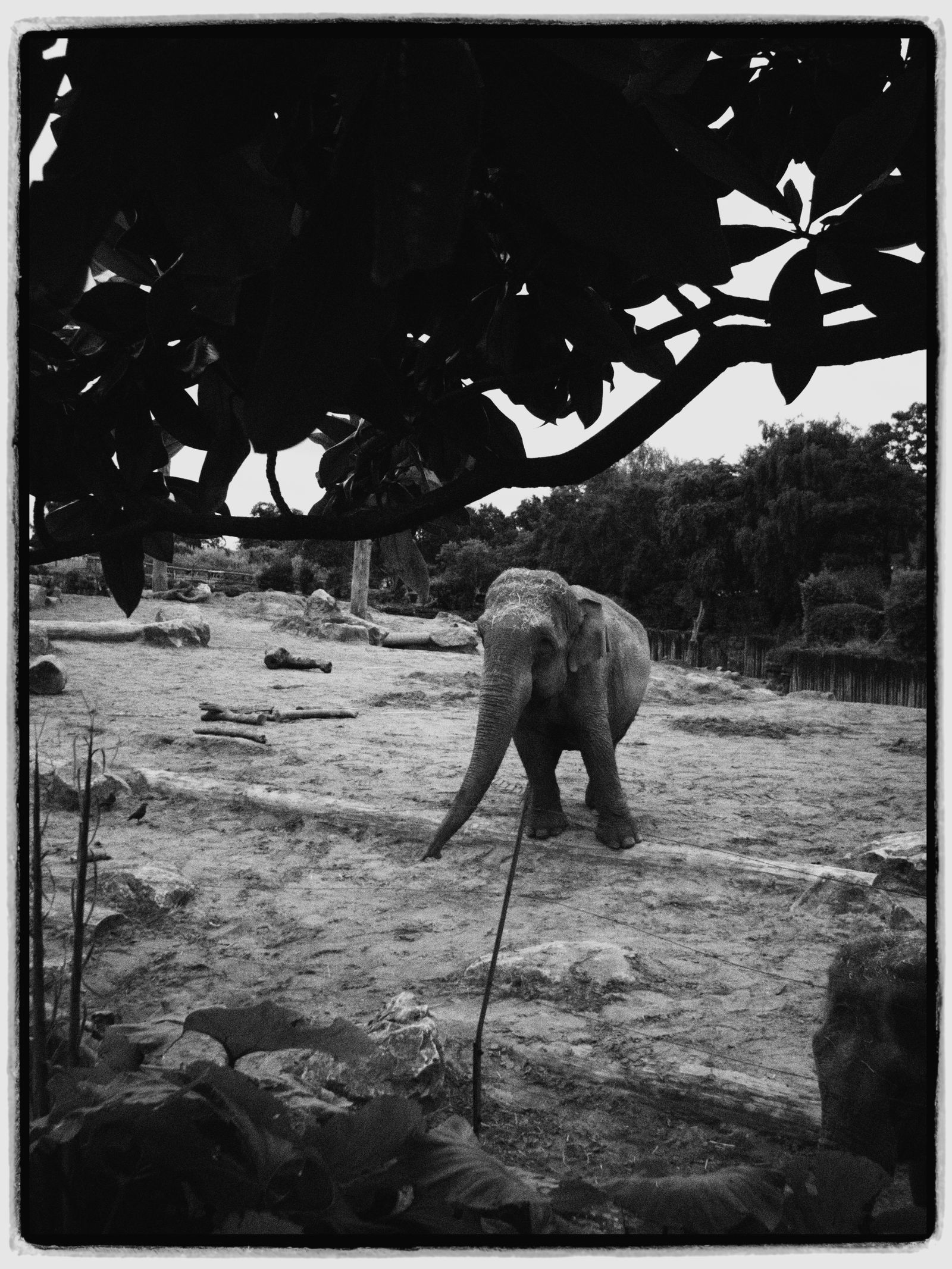 zoo-elephant-photos-download-the-best-free-zoo-elephant-stock-photos