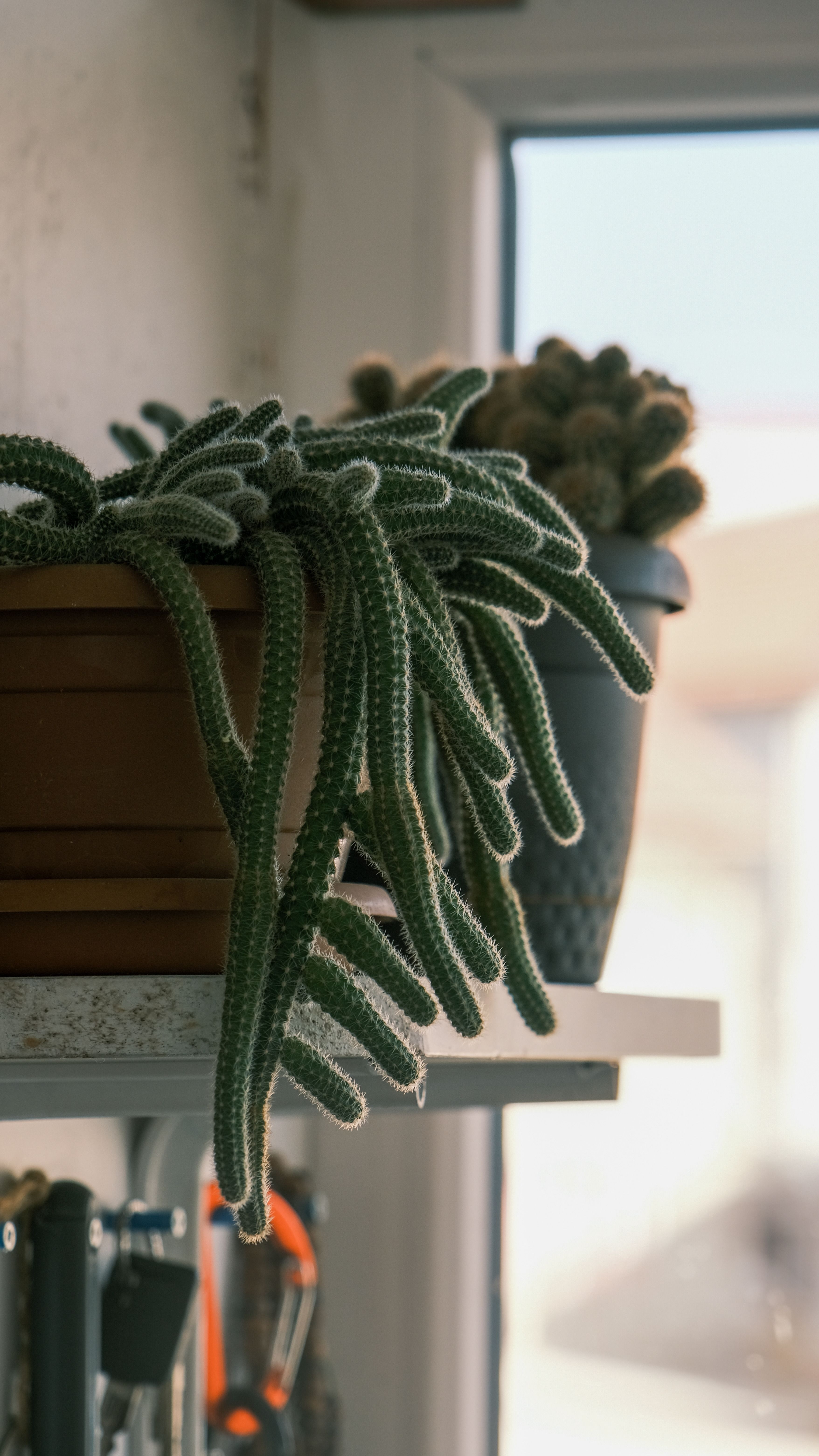 Fotomural Hermosas plantas de cactus interiores en macetas en una estantería, bañadas en luz natural.