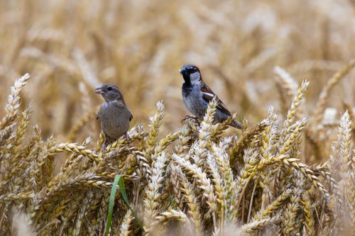 Free Two sparrows rest on ripening wheat in a tranquil rural field during daylight. Stock Photo