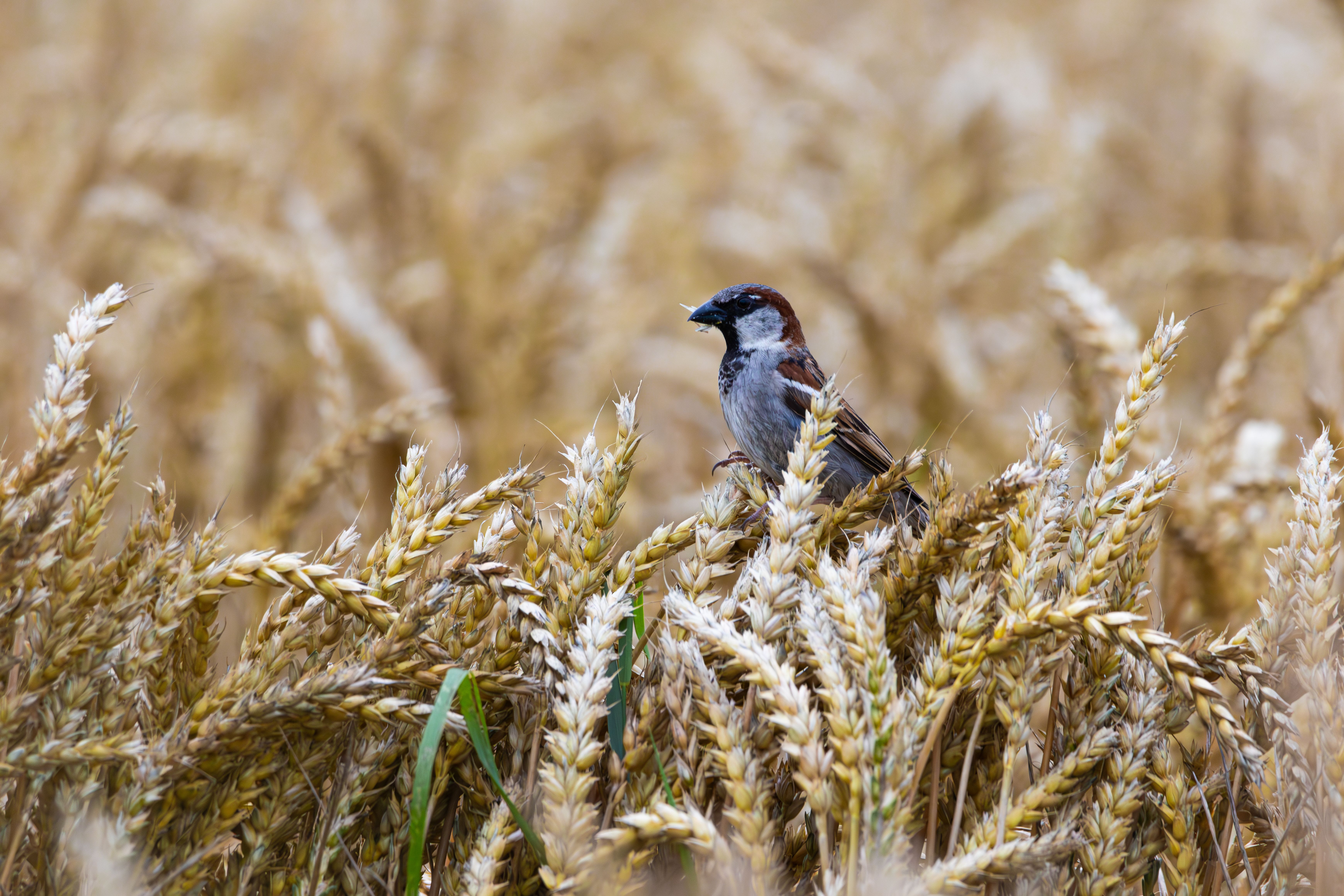 Sparrow perched on wheat stalks in rural Ostfildern, Germany. Captures serene nature moment.