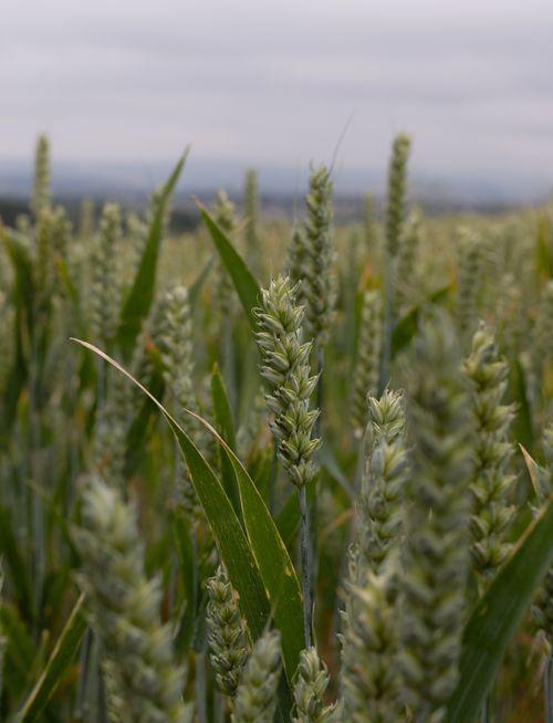 Free Close-up of green wheat stalks in a rural field under a cloudy sky, showcasing growth. Stock Photo