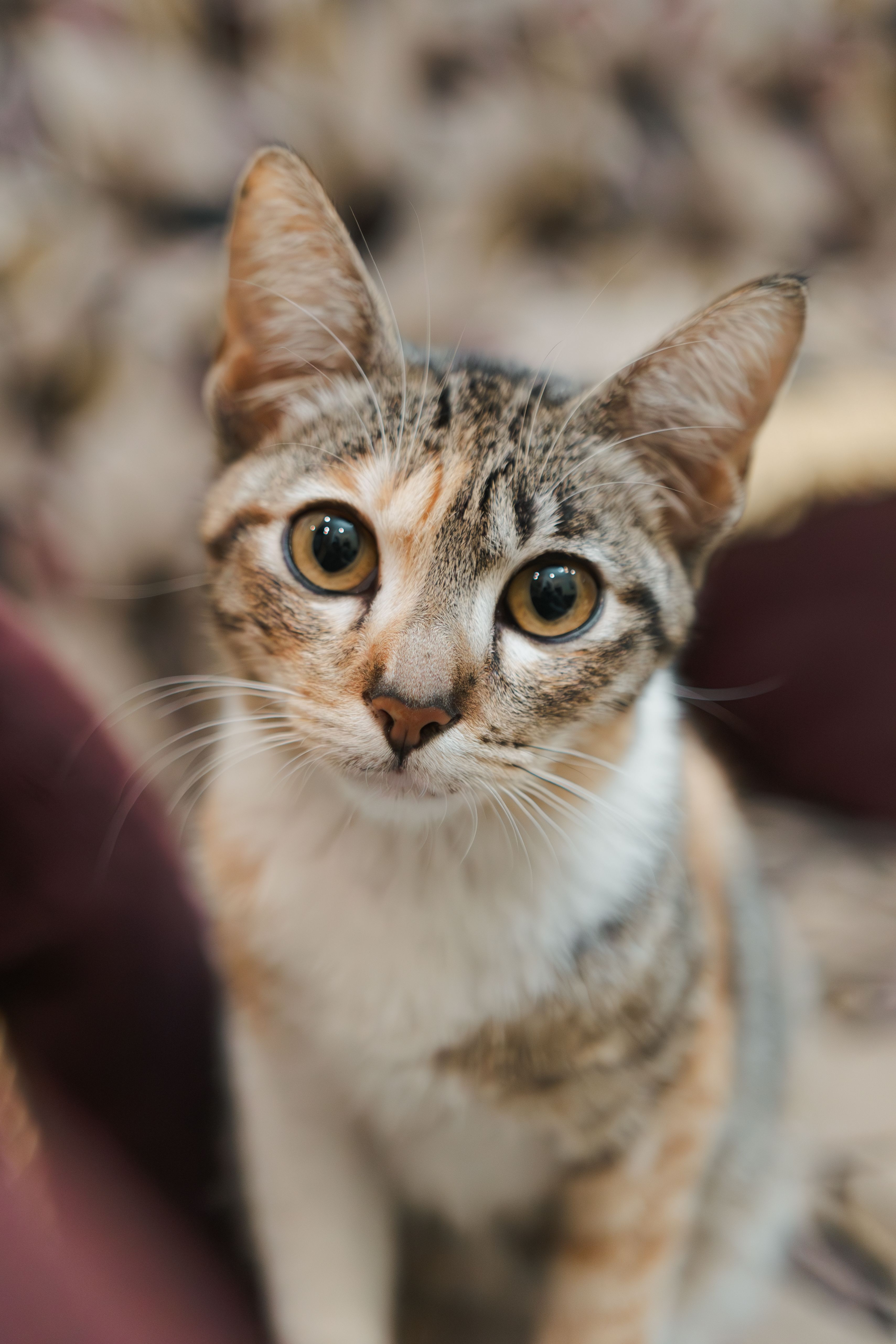 Gratuit Photos gratuites de 3colorcat, à fourrure, adorable Photos