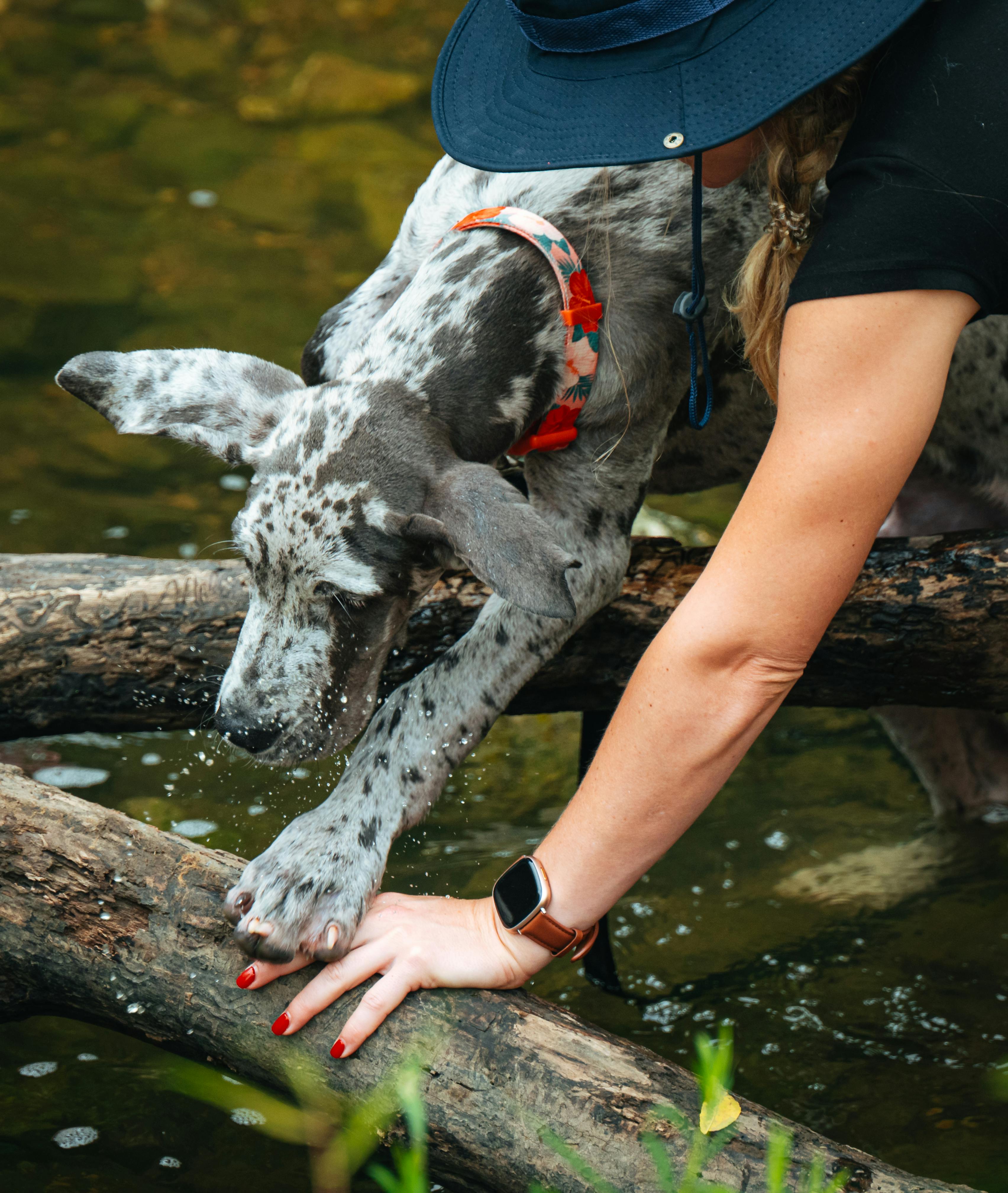 Why Do Dogs Have Wet Noses? Discover the Fascinating Truth! 6 The Connection Between Wet Noses and Dog Behavior: What You Need to Know