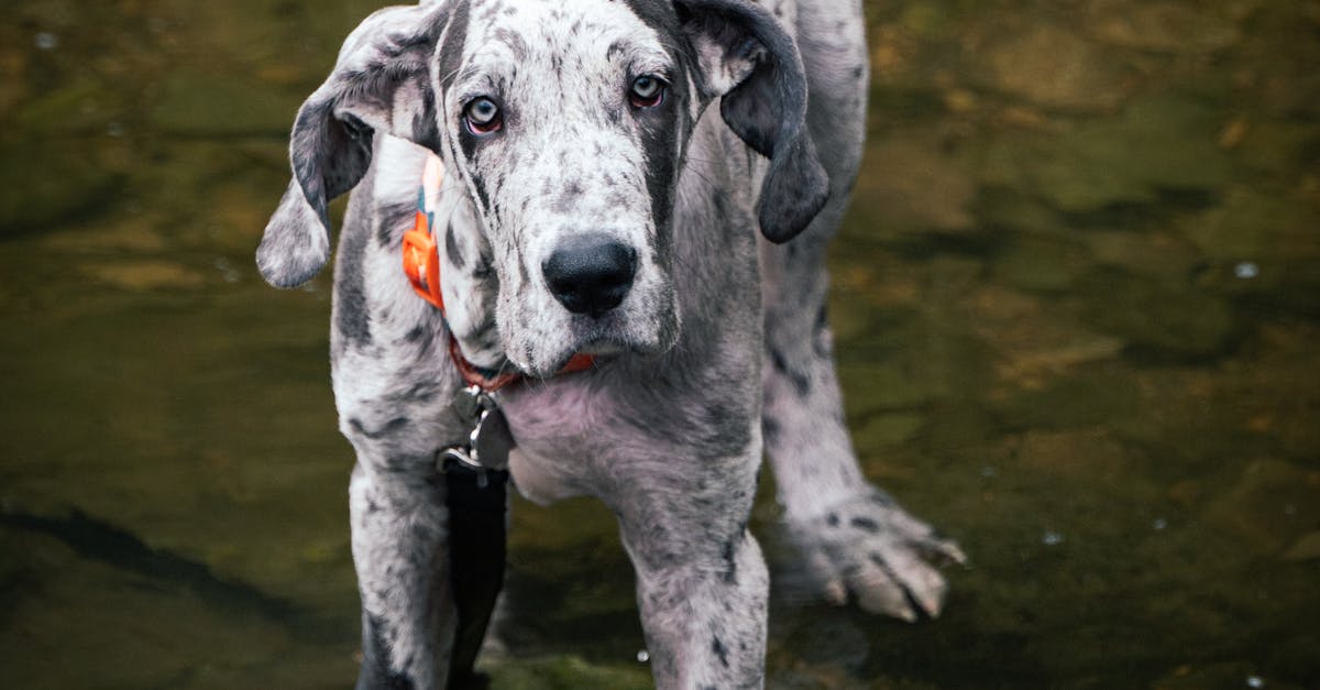 A dog is standing in the water with its collar on