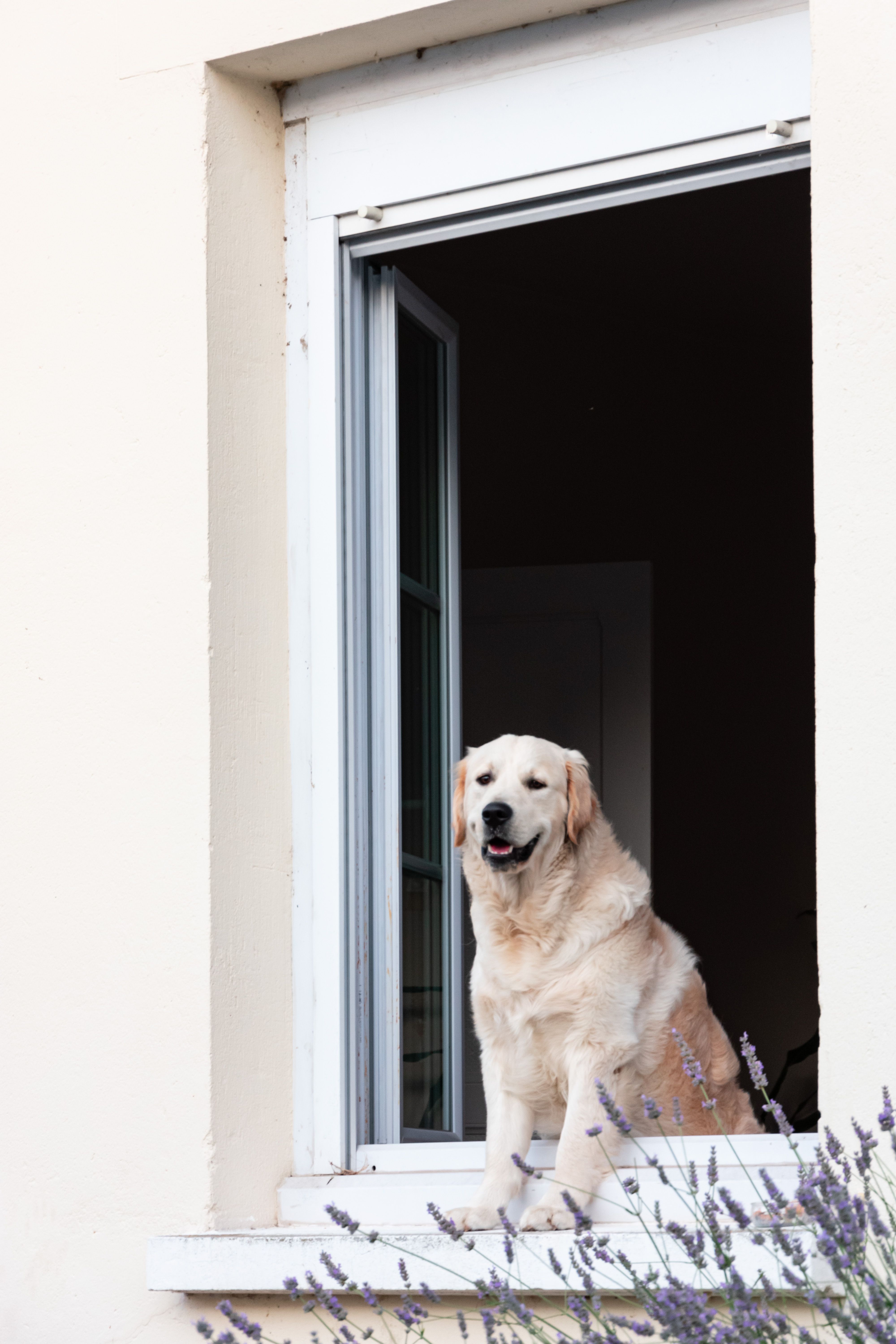 White Dog in a Window · Free Stock Photo