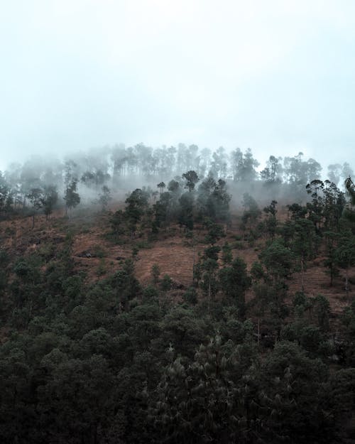 Kostenlos Wald Bedeckt Mit Nebel Stock-Foto