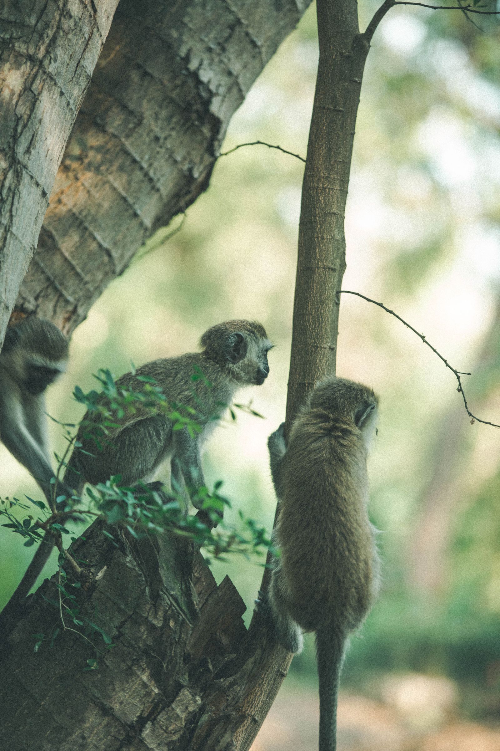 Monkeys resting in the trees of a lush tropical forest