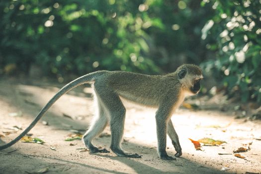 A vervet monkey strolls through a sunlit forest pathway, displaying natural behavior.