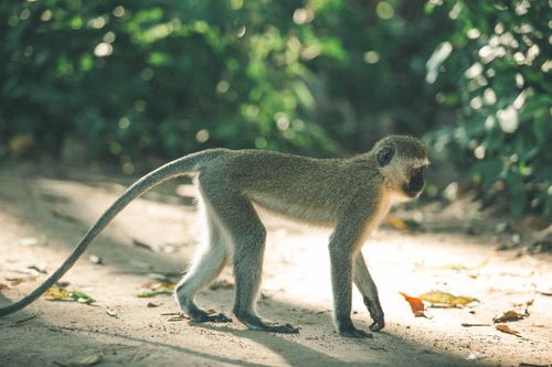 Free A vervet monkey strolls through a sunlit forest pathway, displaying natural behavior. Stock Photo