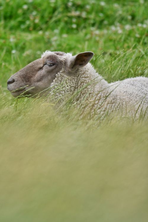 Free A serene sheep rests in a green pasture, surrounded by tall grass on a summer day. Stock Photo