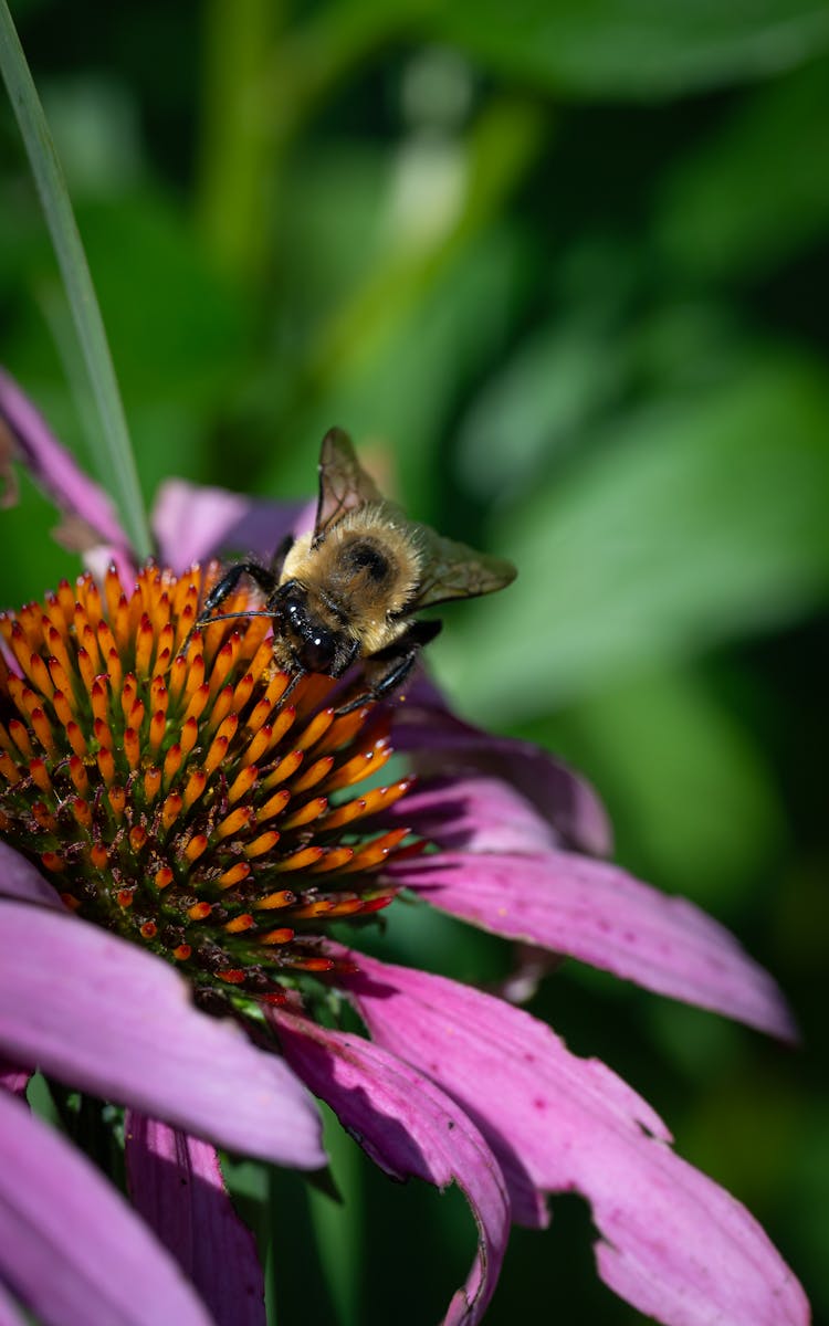 A Bee On A Purple Coneflower Flower