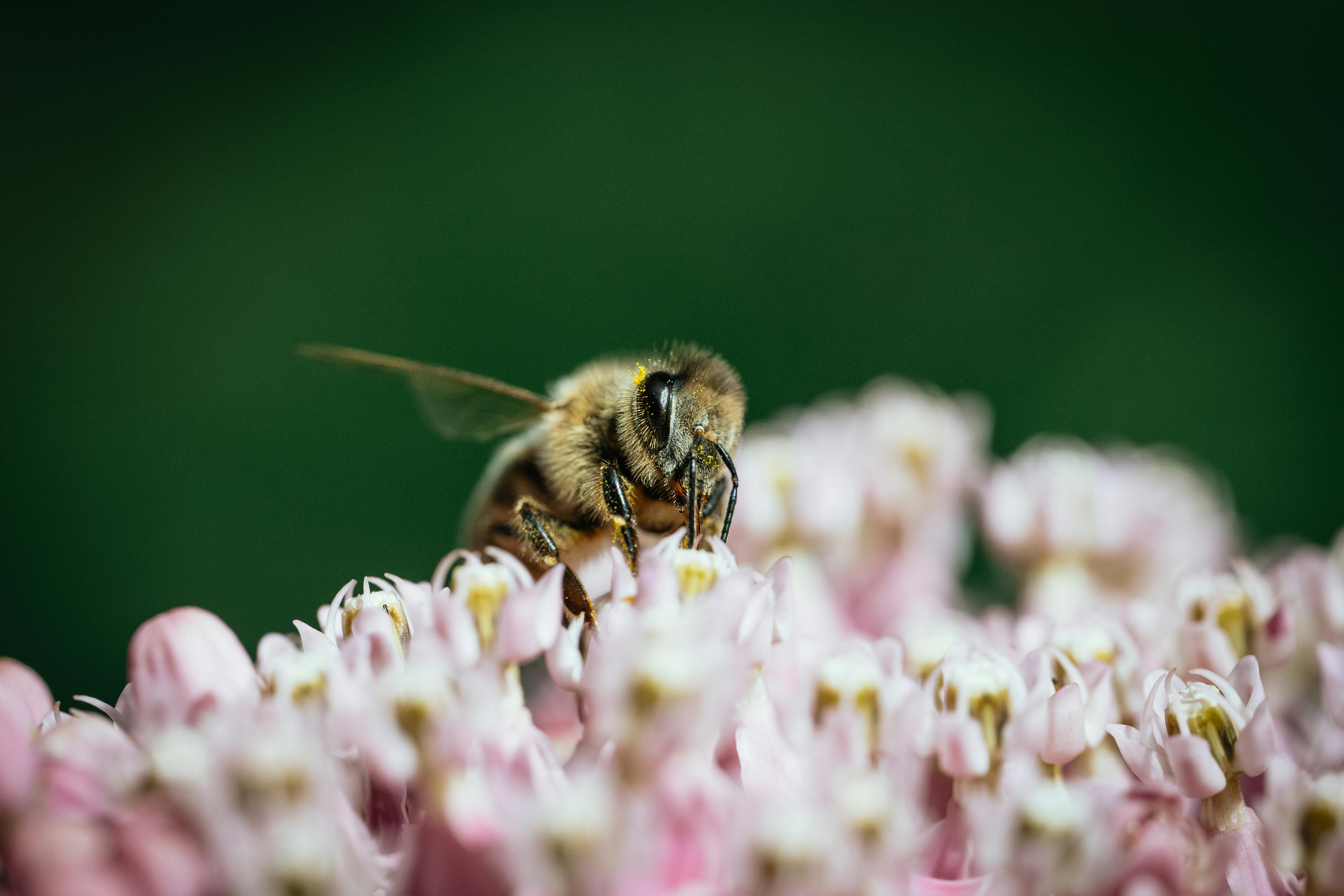 A bee is sitting on a pink flower
