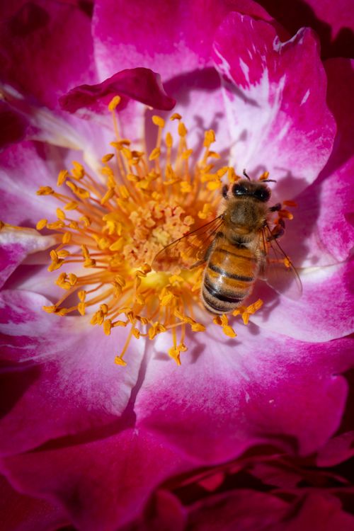 Free Close-up of a honey bee pollinating a vibrant pink flower with yellow stamens. Stock Photo