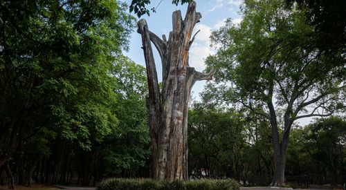 Free Tree Stock Photo