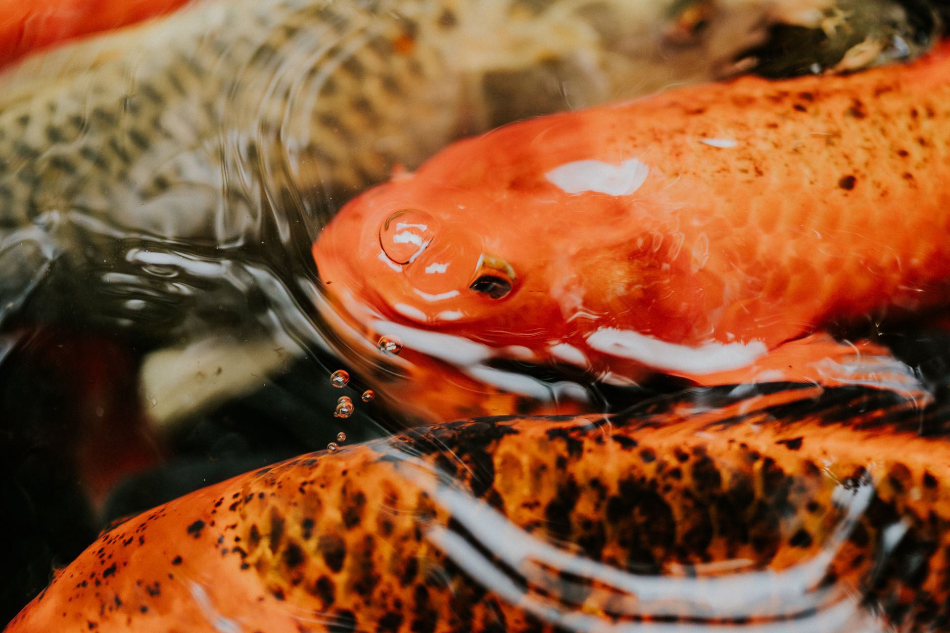 Koi Fish in Pond