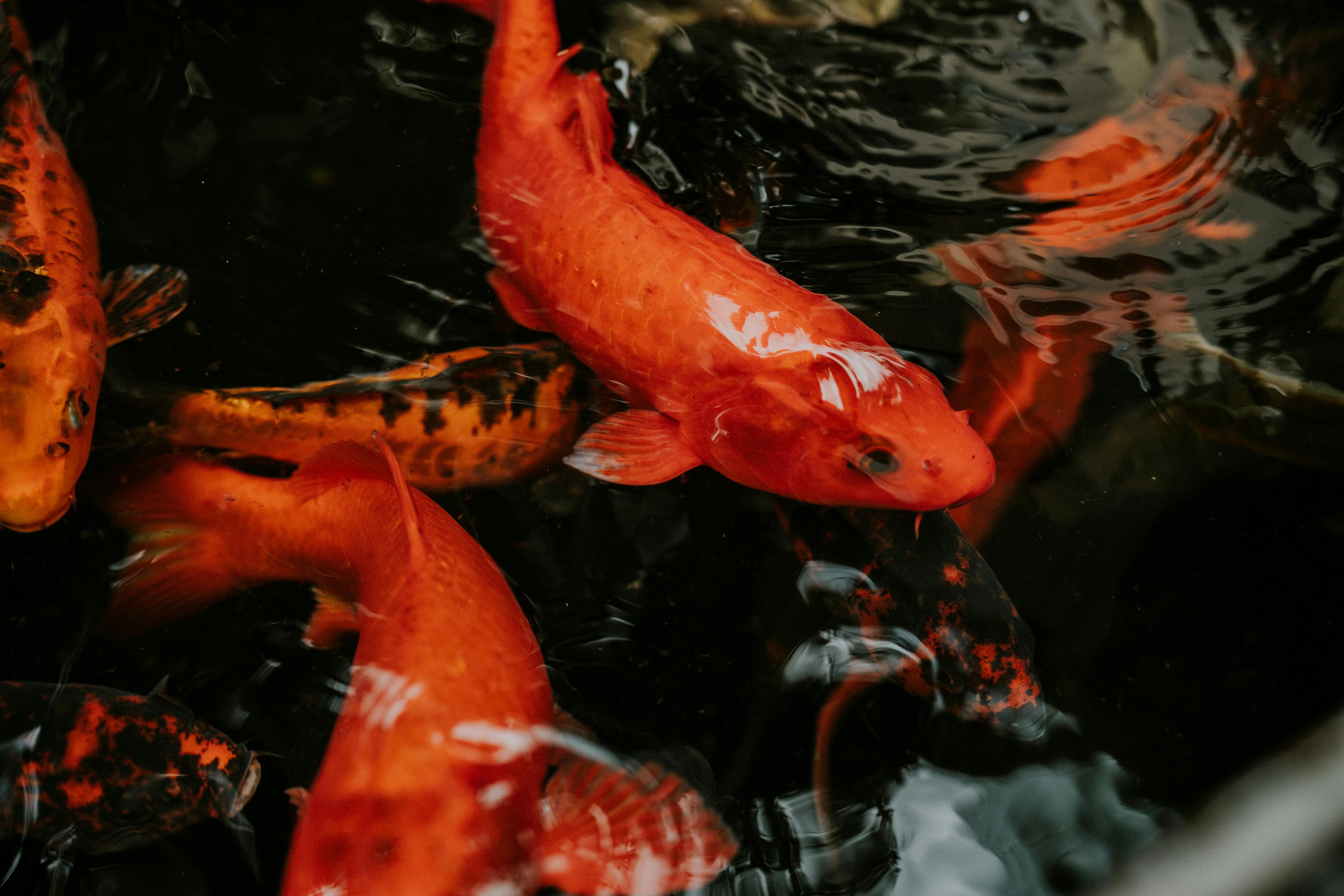 A group of orange koi fish swimming in a pond