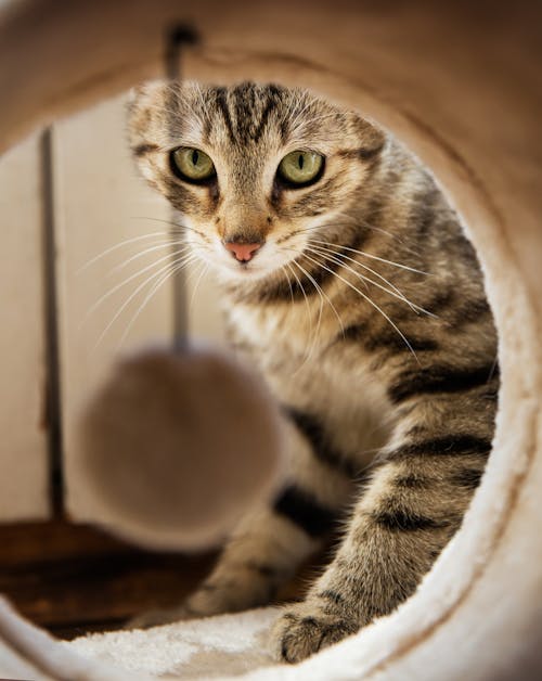 猫の洞窟の茶色と黒のぶち猫