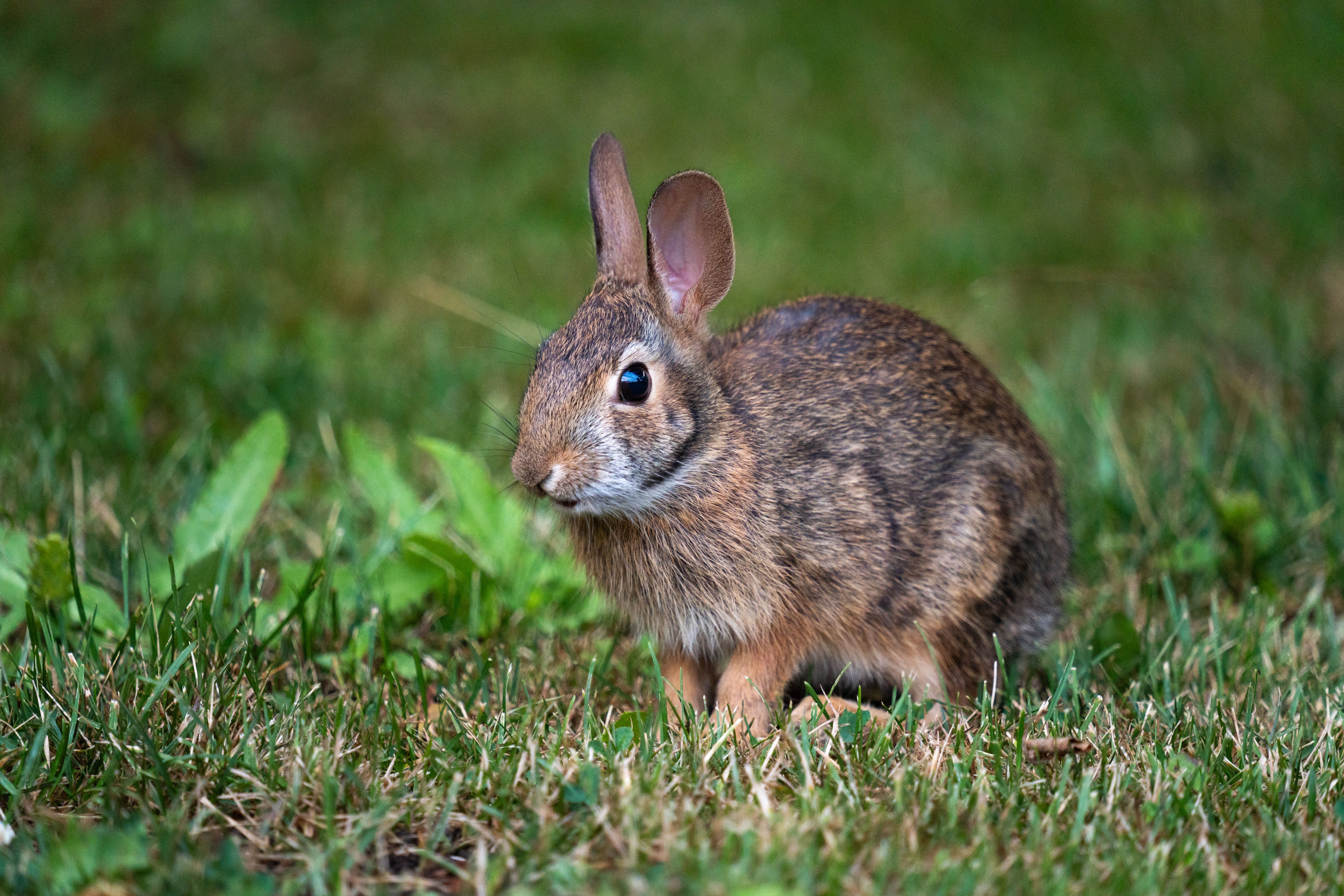 wild cottontail rabbit