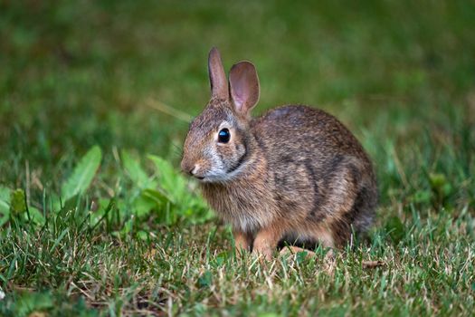 rabbit photo