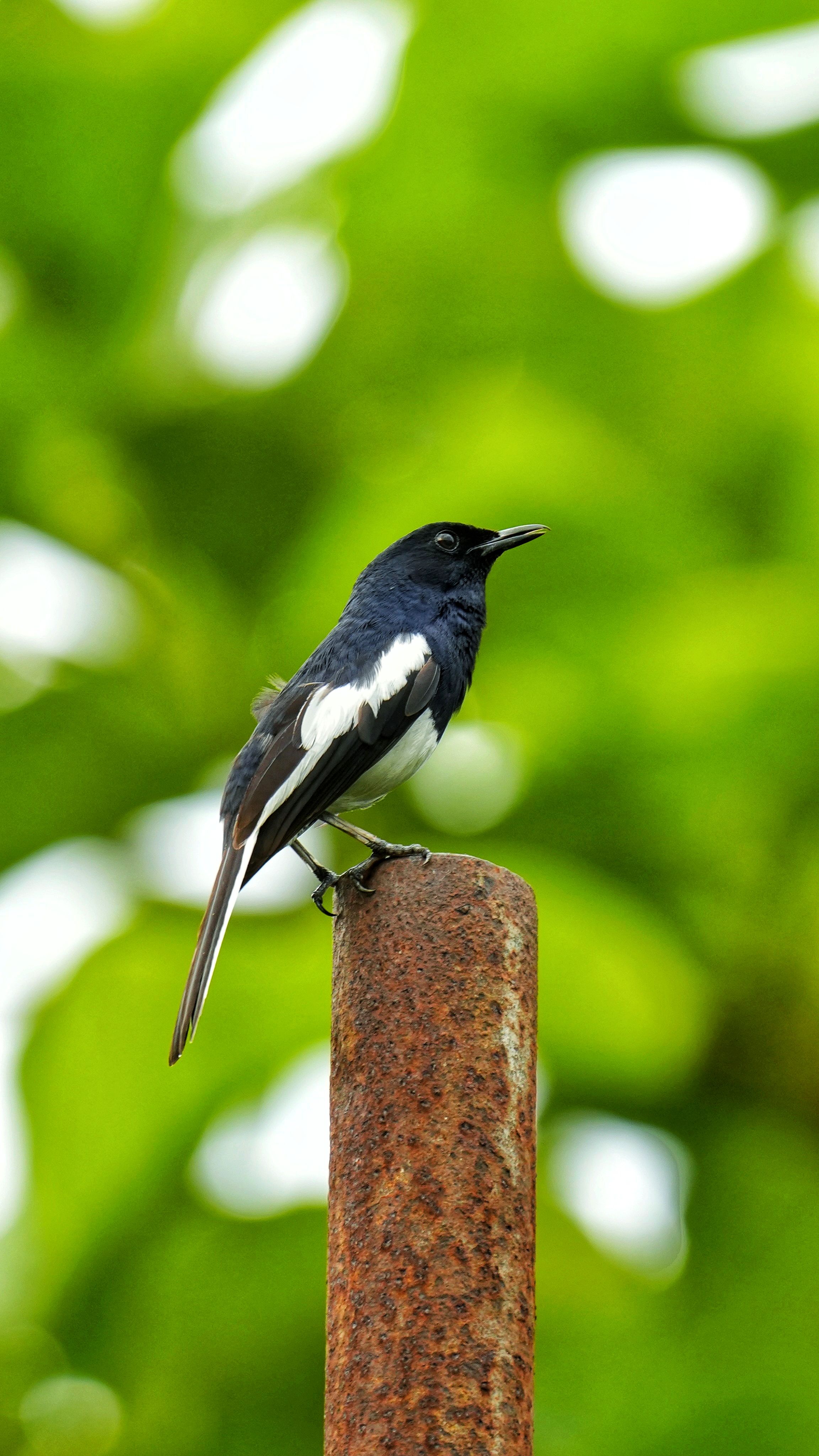 Gratis lagerfoto af copsychus saularis, dyr, dyreliv Lagerfoto