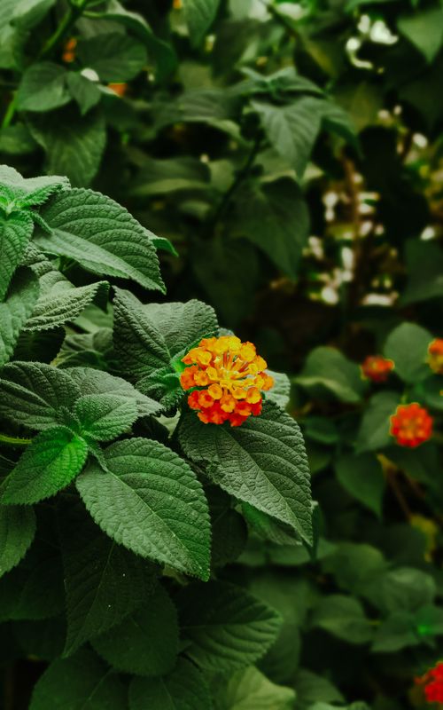 Free Close-up of a vibrant orange lantana flower surrounded by lush green leaves in a garden setting. Stock Photo