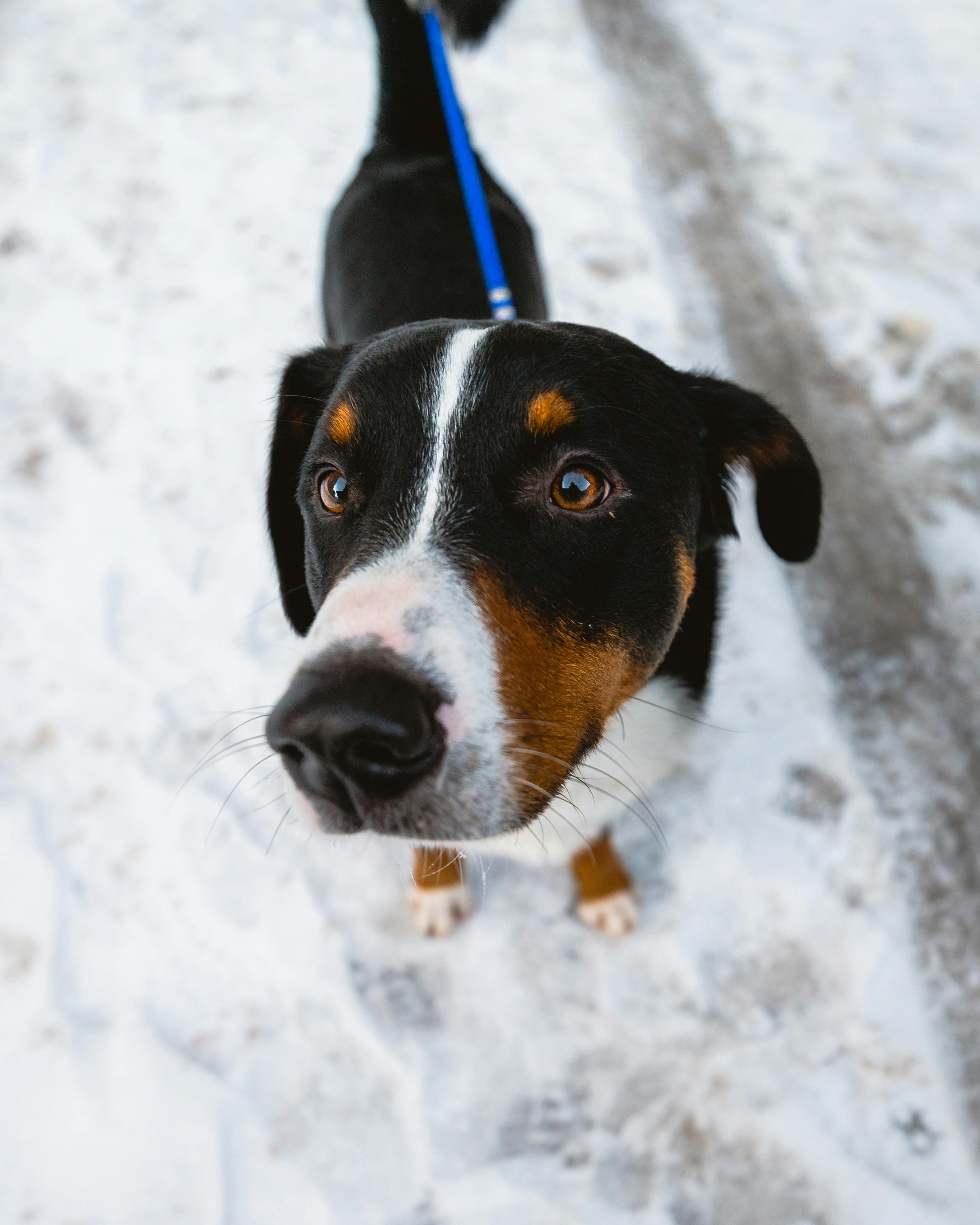 Dog in a field executing advanced recall with a check cord