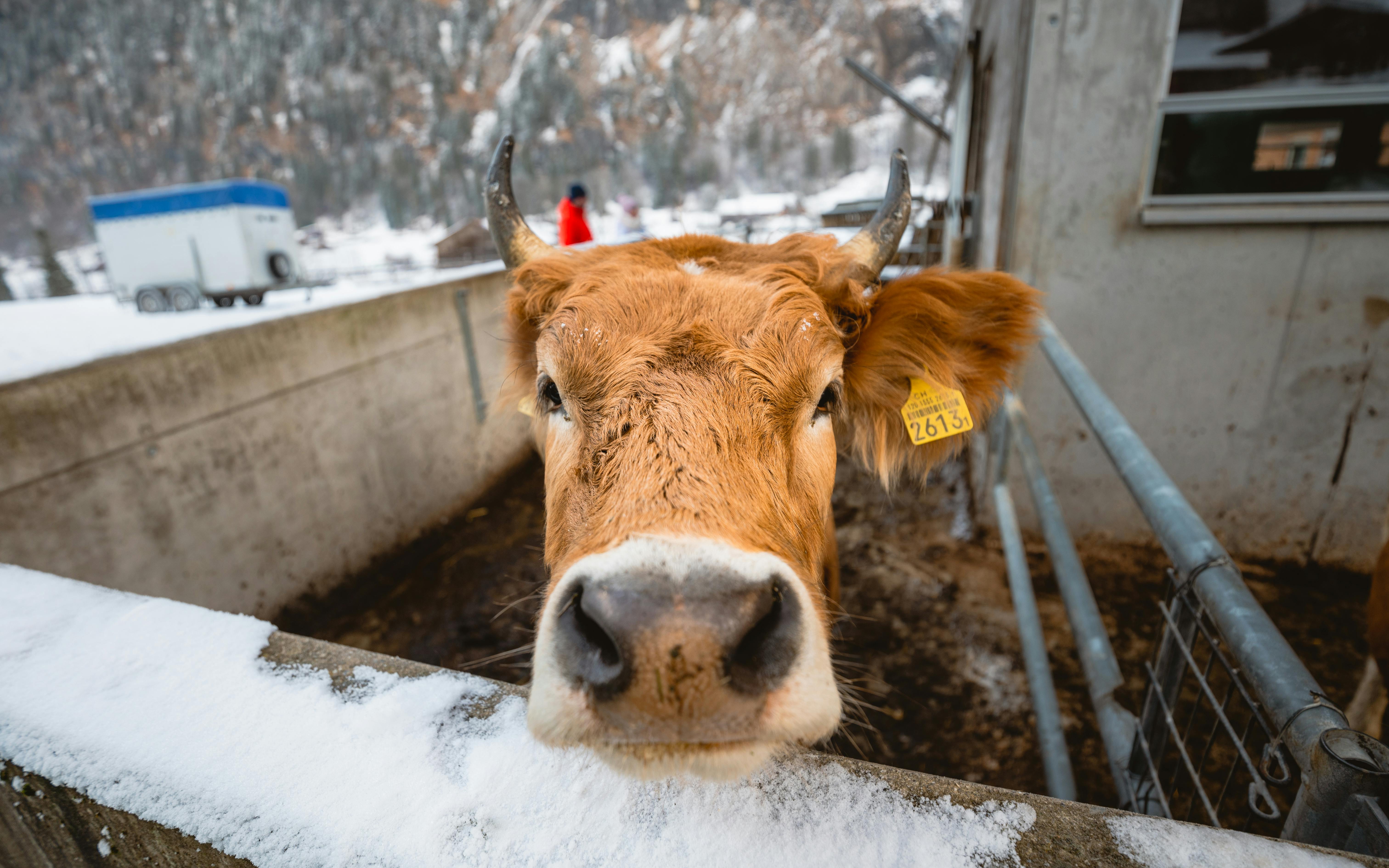 grátis Foto profissional grátis de 2023, agrícola, agricultura Foto profissional