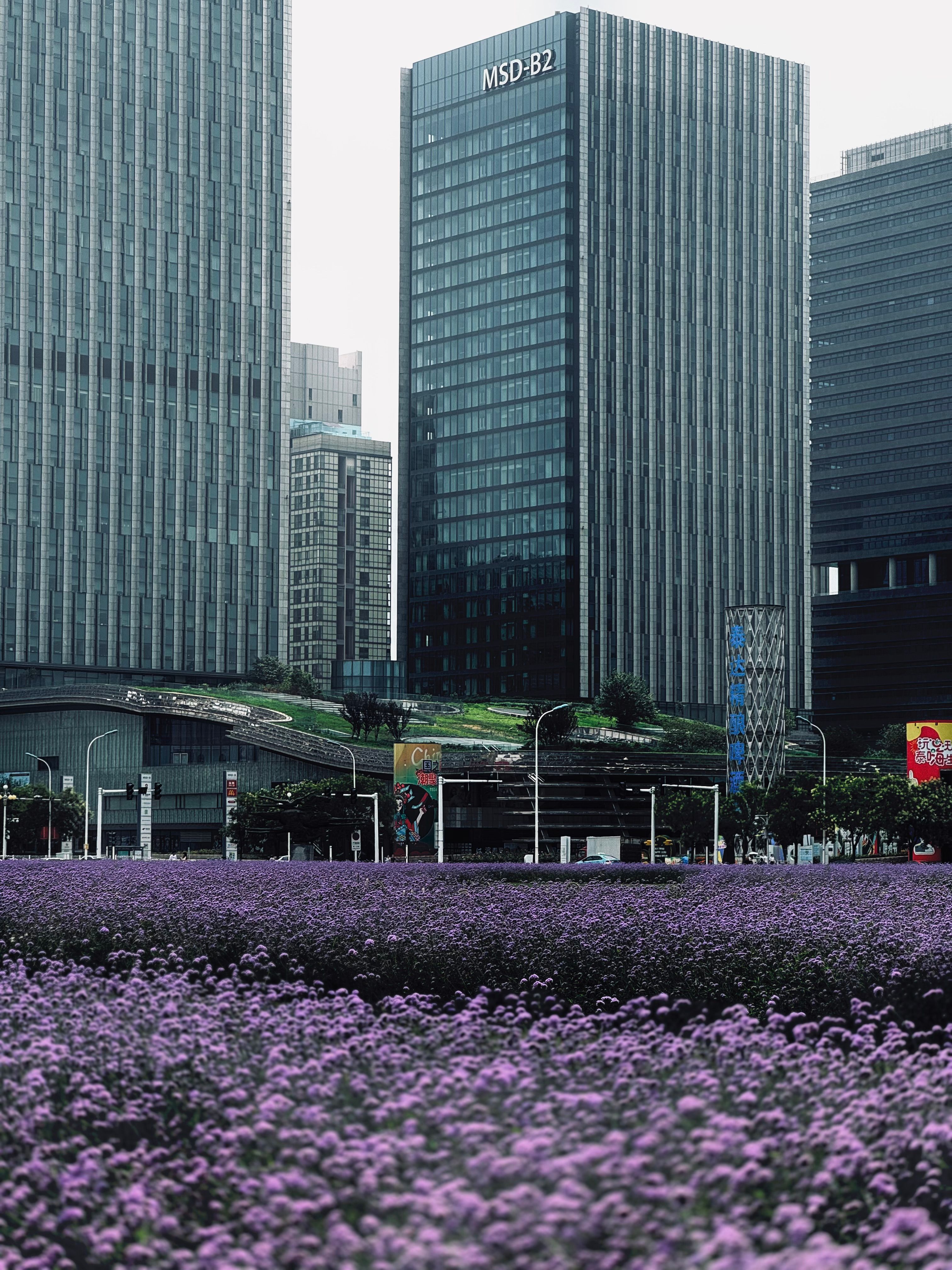 Contemporary skyscrapers with lavender in Binhai, Tianjin, China.