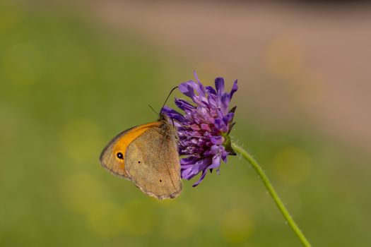 Schmetterling auf Blüte