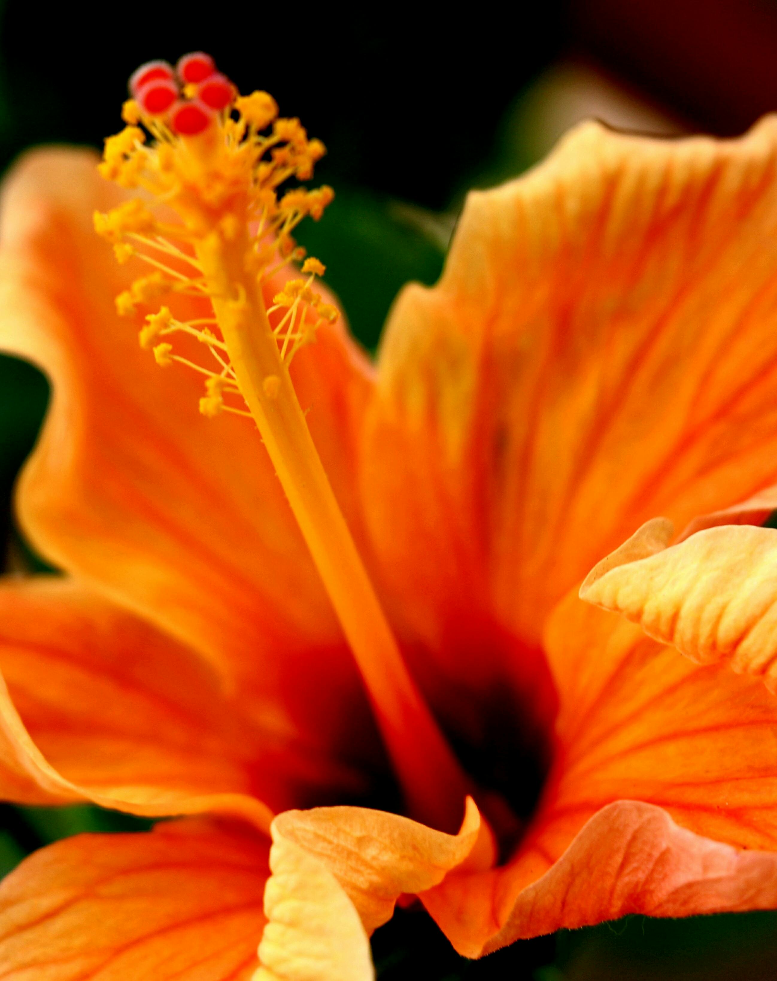 orange hawaiian flower background