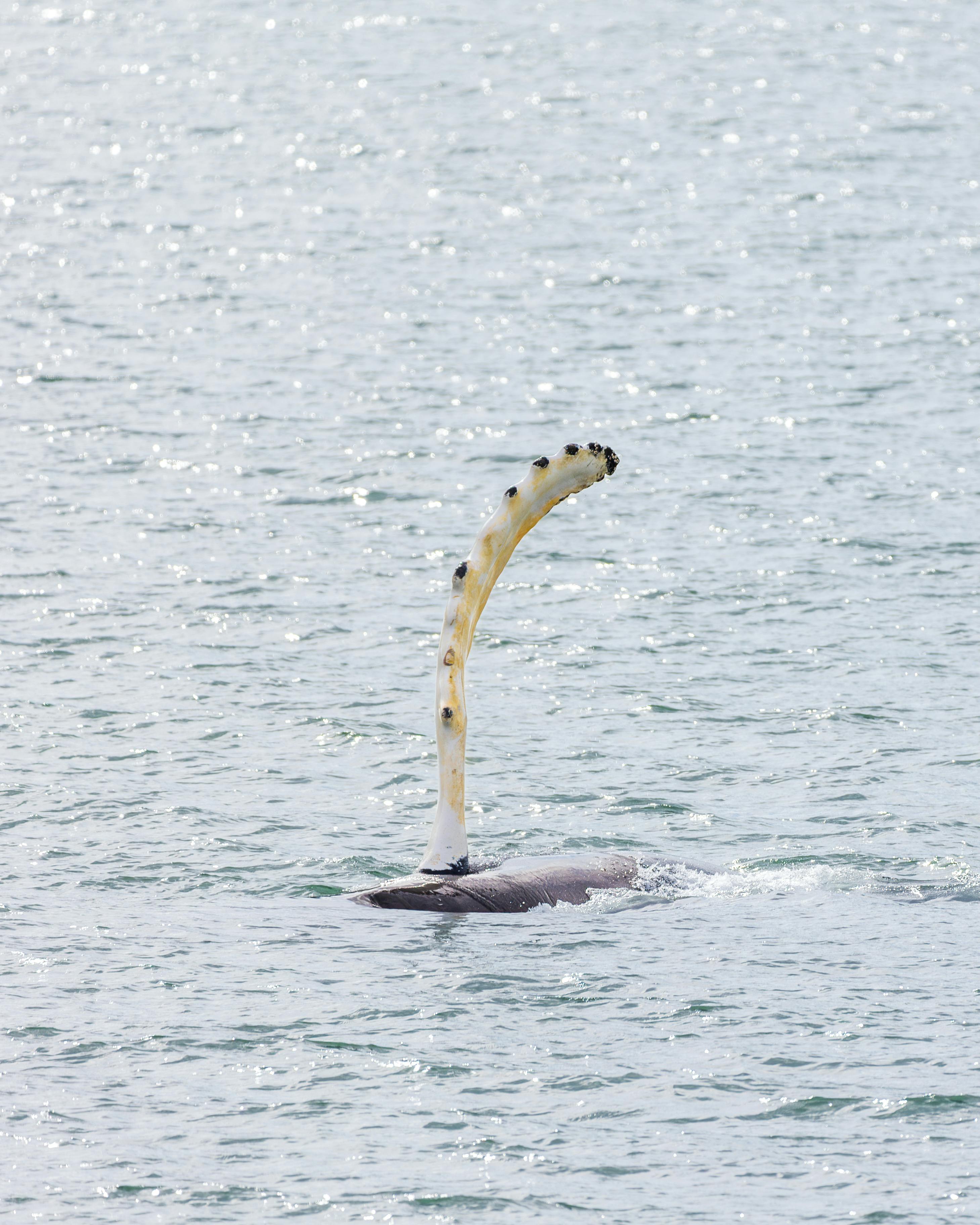 Captivating view of a humpback whale's fin breaking the water surface near Akureyri, Iceland.