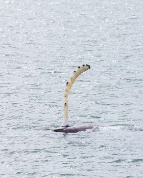 whale photo
