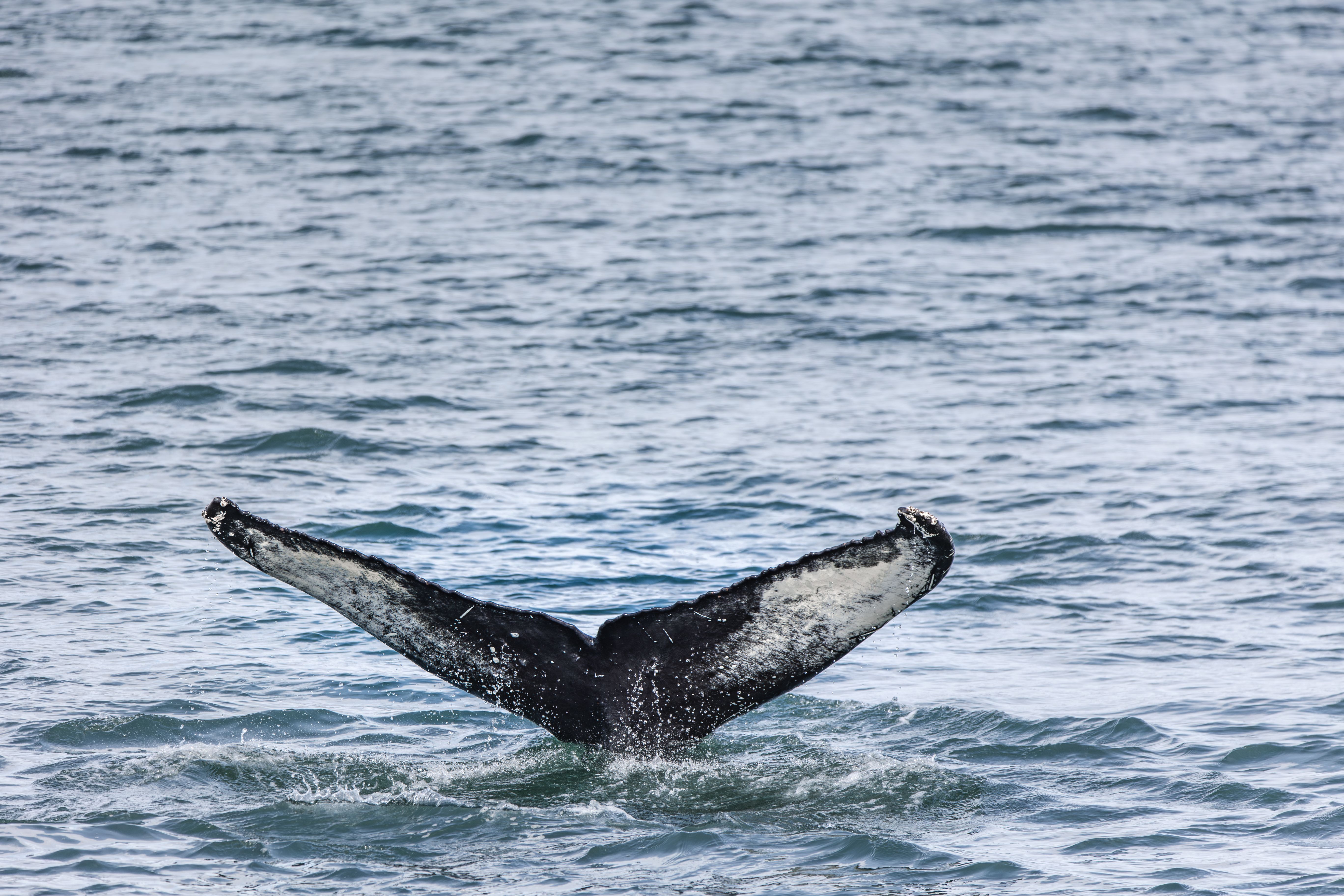 Whale watching Eyjafjörður