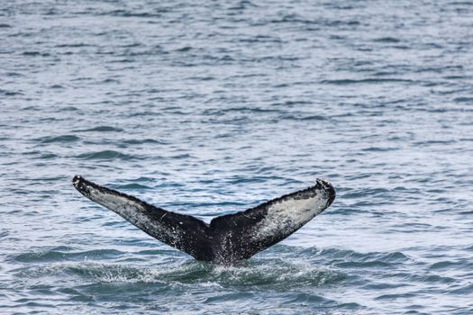 A humpback whale tail splashing in the waters near Akureyri, Iceland.