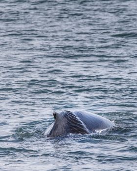 Humpback whale swimming in the ocean near Akureyri, Iceland.