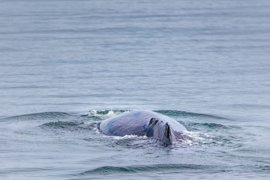 A humpback whale gracefully surfaces in serene ocean waters, showcasing its dorsal fin.