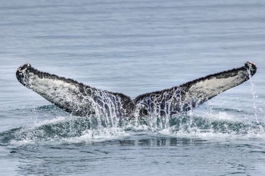 Majestic humpback whale tail splashing in Akureyri, Iceland.