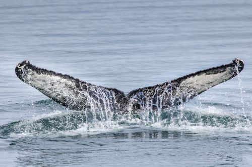 Free Majestic humpback whale tail splashing in Akureyri, Iceland. Stock Photo