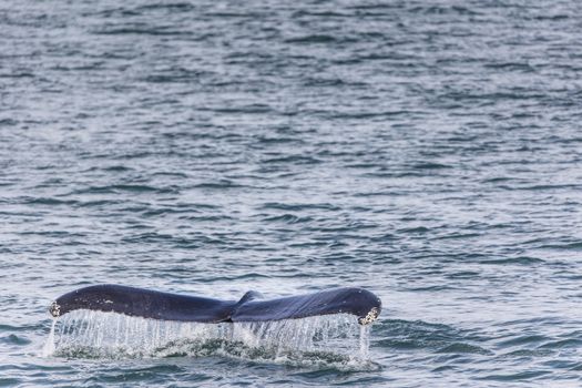 Humpback whale tail visible above water surface in Akureyri, Iceland. Captivating marine wildlife scene.