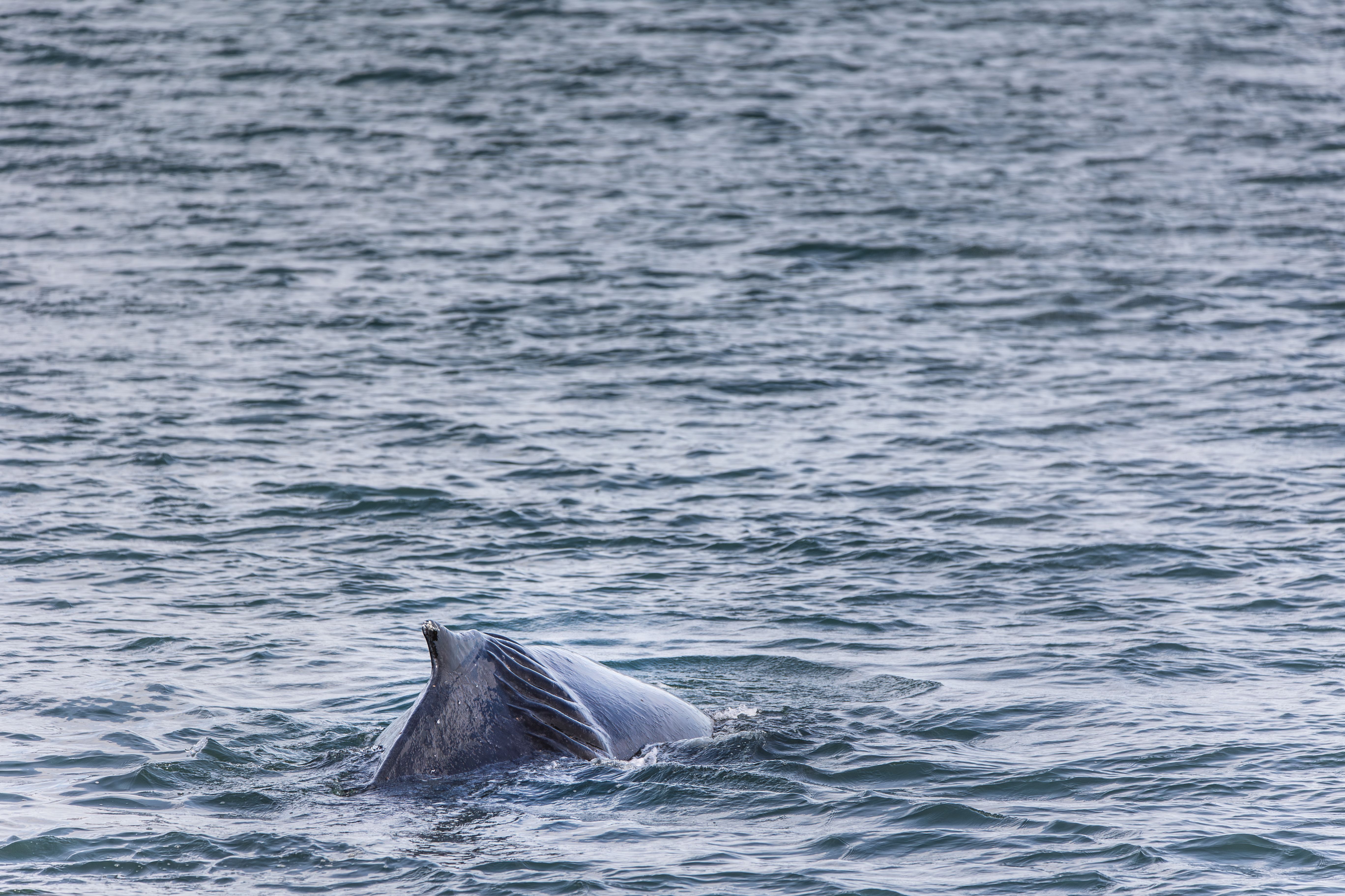 Back of a Whale Swimming in the Ocean · Free Stock Photo
